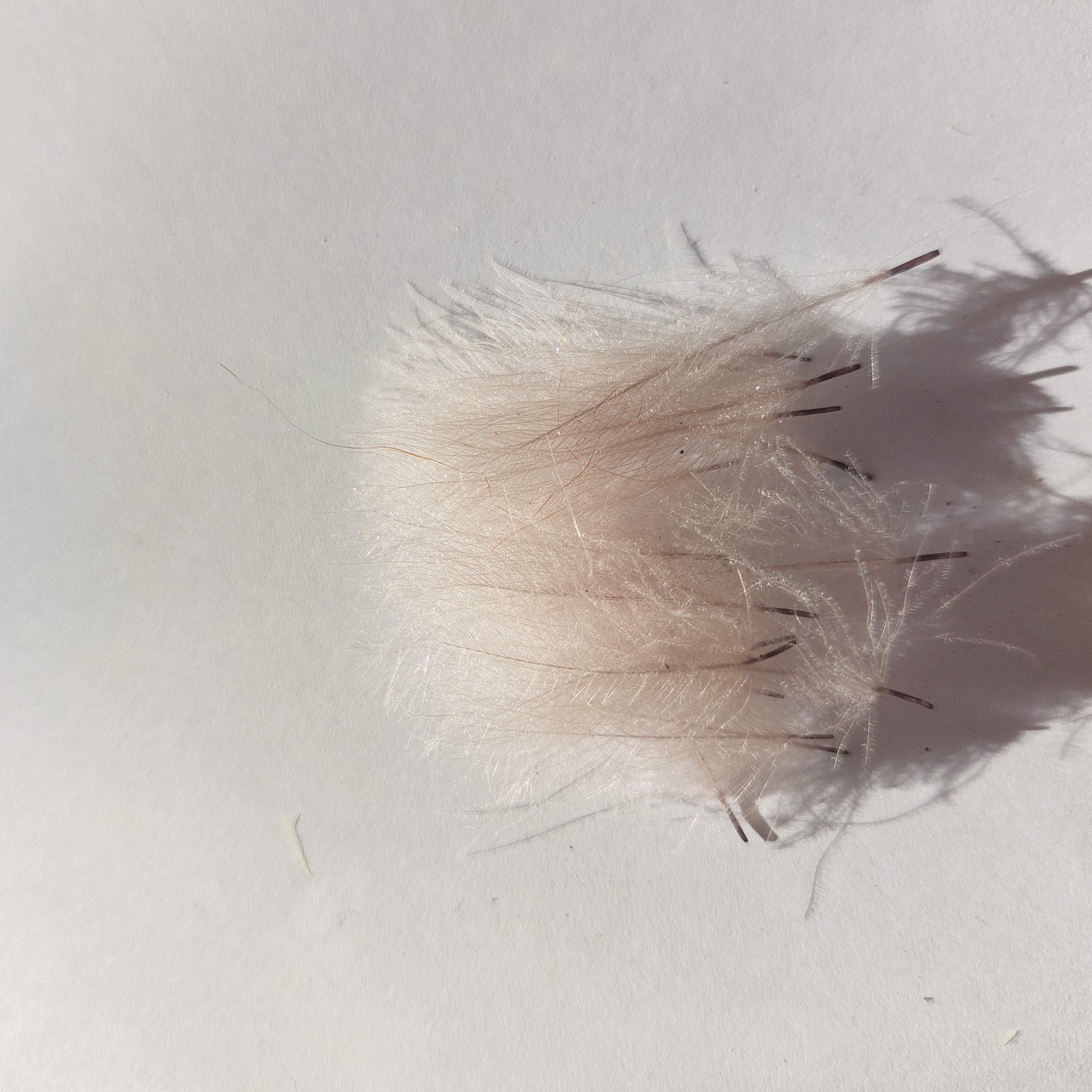 Světlešedé CDC, JISI, 20ks