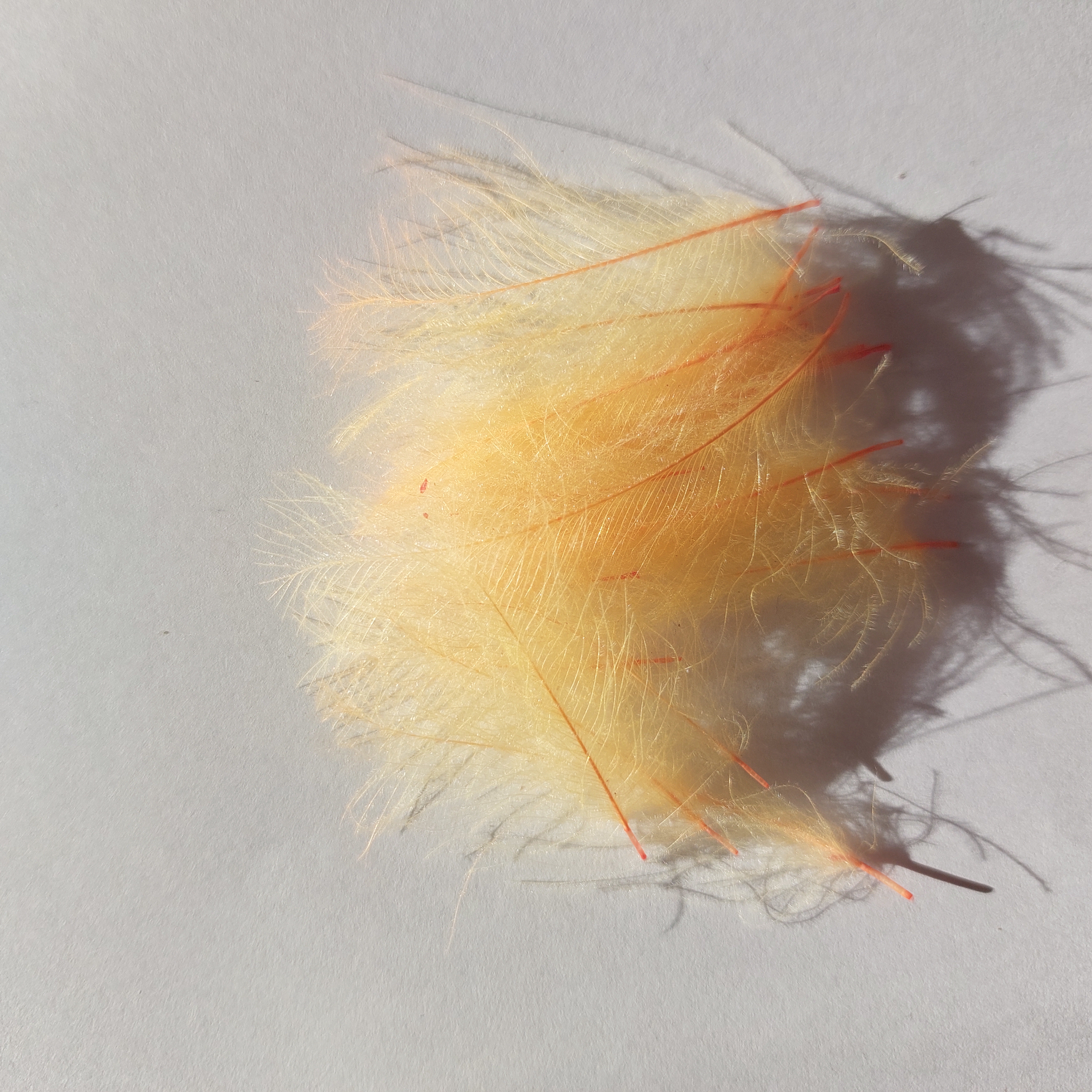 Oranžové CDC, JISI, 20ks