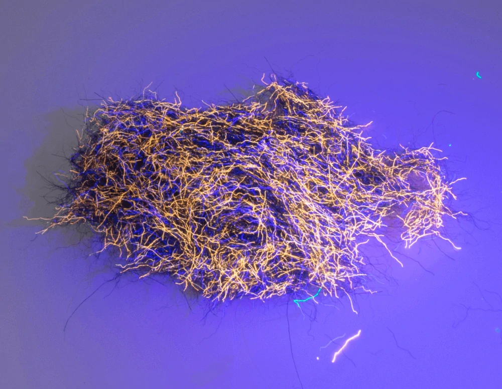 NUCLEAR NYMPH DUBBING - Paris Blue Orange