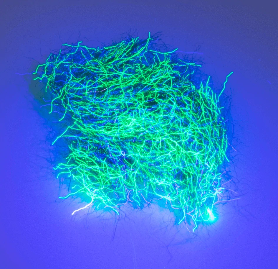 NUCLEAR NYMPH DUBBING - Paris Blue Green