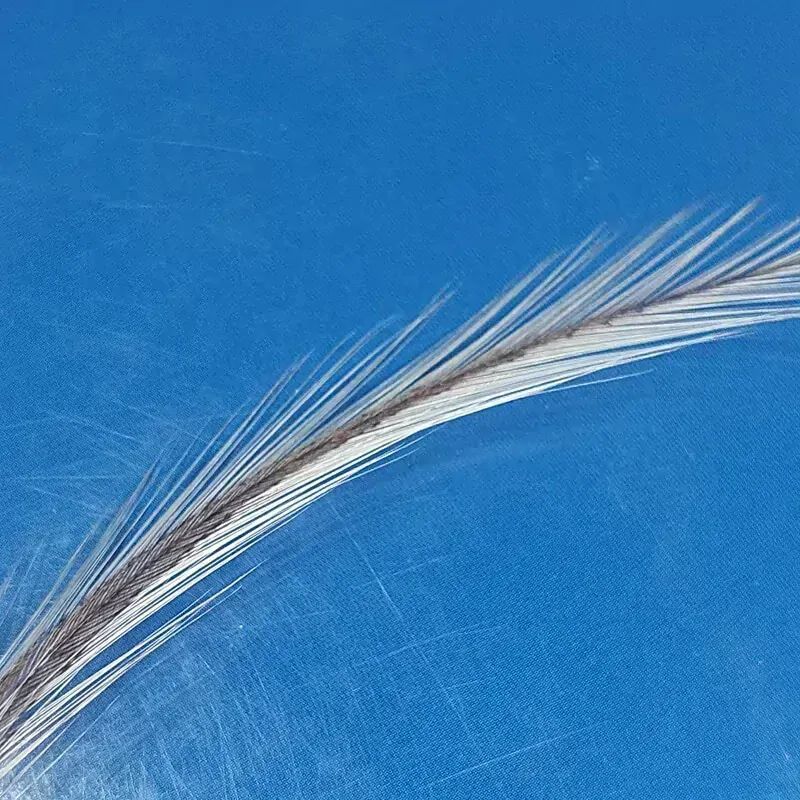 Sedlový skalp z Coq de leona - 10 srpků, Whiting