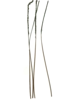 ODRANÝ PÁV (Stripped Quill) - přírodní
